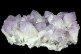 Natural Amethyst Cluster ( lbs) - Massive Points #78141-1